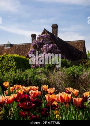 Confine tulipano al Chenies Manor Garden. Salmone rosa Tulip Apricot Foxx e rosso profondo viola Tulip Antraciet, Lavendar. Camera con giardino coperto di glicine. Foto Stock