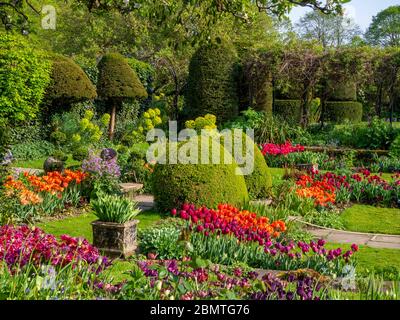 Percorre i gradini attraverso i cespugli di scatole tagliati nel giardino Sunken a Chenies Manor al tempo dei tulipani. Prato e sentieri lastricati attraverso file di lampadine a molla. Foto Stock