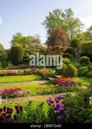 Percorre i gradini attraverso i cespugli di scatole tagliati nel giardino Sunken a Chenies Manor al tempo dei tulipani. Prato e sentieri lastricati attraverso file di lampadine a molla. Foto Stock