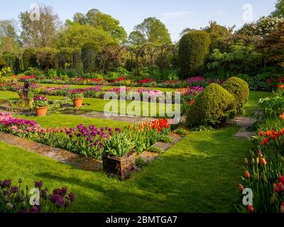 Percorre i gradini attraverso i cespugli di scatole tagliati nel giardino Sunken a Chenies Manor al tempo dei tulipani. Prato e sentieri lastricati attraverso file di lampadine a molla. Foto Stock