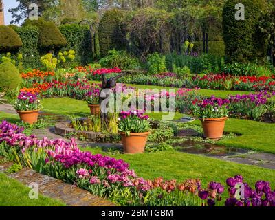 Chenies Manor giardino sommerso, malva, tulipani rossi e viola in piena fioritura, prato verde fresco con laghetto ornamentale e statua di subacqueo, topiario e vasche. Foto Stock