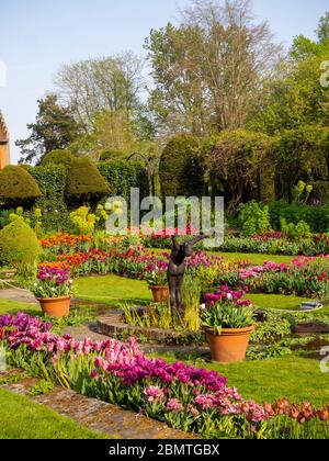 Ritratto di Chenies Manor giardino sommerso, malva, tulipani rossi, viola in piena fioritura, prato verde fresco, laghetto ornamentale, statua di subacqueo, topiario e vasche. Foto Stock