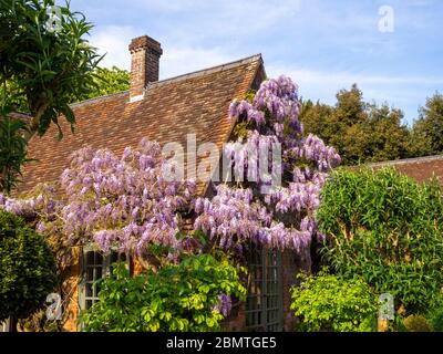 Gliceria sinensis sulla sala giardino a Chenies Manor in April.Beautiful pastello viola fiori su un alpinista addestrato su vecchio brickwok. Foto Stock