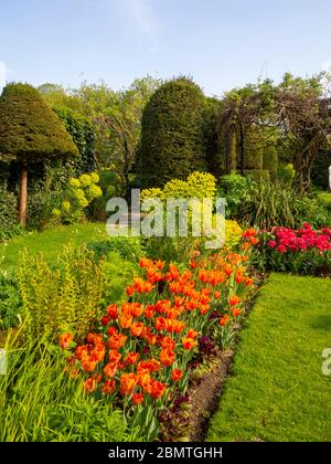 Chenies Manor giardino sommerso con tulipani vivaci e colorati di arancio, rossi esaltati dalla luce del sole tardo pomeriggio. Foto Stock