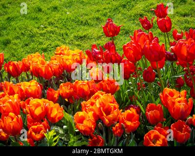 Tulipani rossi e arancioni brillanti in piena fioritura retroilluminati dalla luce solare di aprile al giardino sommerso Chenies Manor. Varietà 'Prinses Irene' e 'Orange Cassini'. Foto Stock