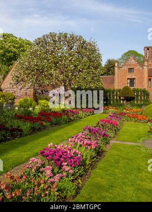 Chenies Manor Sunken giardino con colorate varietà di tulipani, guardando verso la casa Tudor Manor in aprile. Foto Stock