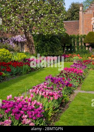 Chenies Manor Sunken giardino con colorate varietà di tulipani, guardando verso la casa Tudor Manor in aprile. Foto Stock