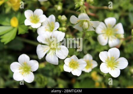 Gruppo di fiori bianchi in fiore Foto Stock