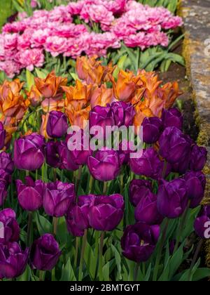 Massa planting. Di tulipani viola, arancio e rosa colorati al giardino sommerso Chenies Manor. Tulipano Negrita, Regina di tulipano Marvel a fioritura di pony, Foto Stock