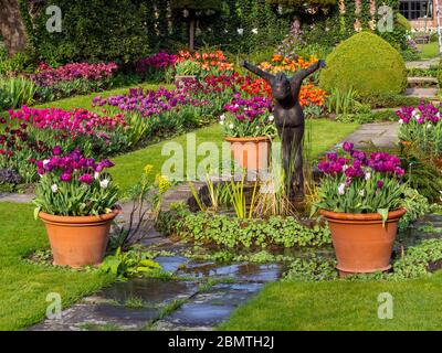 Splendido dettaglio di tulipani del giardino sommerso Chenies Manor. Varietà di tulipani rosa, malva, rossi e arancioni al loro meglio con laghetto ornamentale e statua. Foto Stock