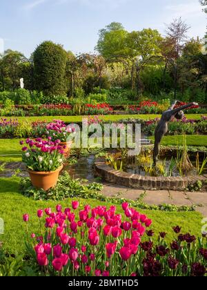 Giardino sommerso, Chenies Manor con laghetto ornamentale, Alan Biggs scultura di un subacqueo, circondato da tulipani di varie sfumature di rosa e viola. Foto Stock