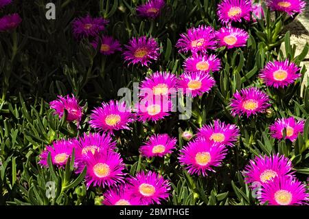 Il "fico Hottentot" è una pianta succulenta con fiori di fucsia e il suo nome scientifico è Carpobrotus della famiglia Aizoaceae (Italia, Europa) Foto Stock