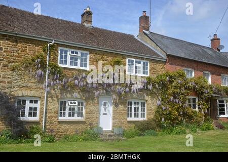 Glicine in fiore sulla parete anteriore del Cottage, Bell Hill nel nord Oxfordshire villaggio di Hook Norton Foto Stock