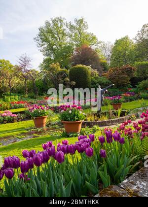 Ritratto di Chenies Manor giardino sommerso con file di tulipani rosa, viola, malva, pentole di piante, laghetto ornamentale e statua di subacqueo in tempo bello. Foto Stock