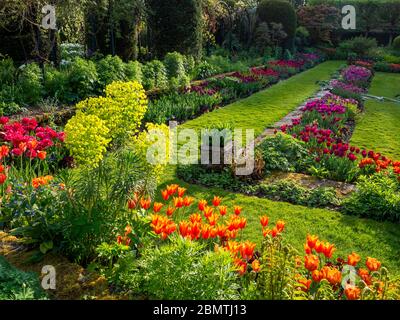 Chenies Manor giardino sommerso con tulipani vivaci e colorati di arancio, rossi esaltati dalla luce del sole tardo pomeriggio. Foto Stock