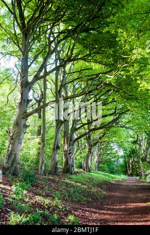 Viale di faggi a Ken Hill, Snettisham a Norfolk. Foto Stock