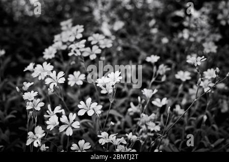La Stellaria media, nota anche come Common Chickweed, è una pianta fiorita annuale e perenne della famiglia Caryophyllaceae con fiori bianchi (. Foto Stock