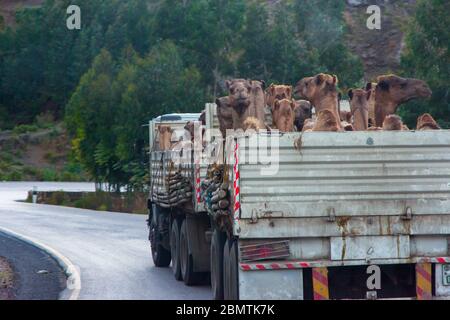 Mekele, Etiopia - 2018 novembre: Camion pieno di cammelli da trasportare sulla strada nella campagna etiope Foto Stock