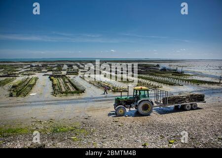Fattoria Oyster in bassa marea nel villaggio di Cancale, Bretagne, Francia. Foto Stock