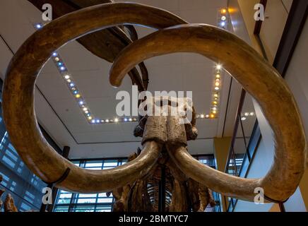 Uno scheletro di un mammut colombiano (colonna di Mammuthus) si trova nella sala principale del Museo Beneski di Storia Naturale all'Amherst College, Amherst, ma Foto Stock