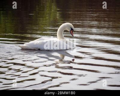 Schwan, Federsee, Naturschutzgebiet, Bad Buchau, Oberschwaben, Baden-Württemberg, Deutschland Foto Stock