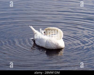 Schwan, Federsee, Naturschutzgebiet, Bad Buchau, Oberschwaben, Baden-Württemberg, Deutschland Foto Stock