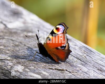 Schmetterling, Federsee, Naturschutzgebiet, Bad Buchau, Oberschwaben, Baden-Württemberg, Deutschland Foto Stock