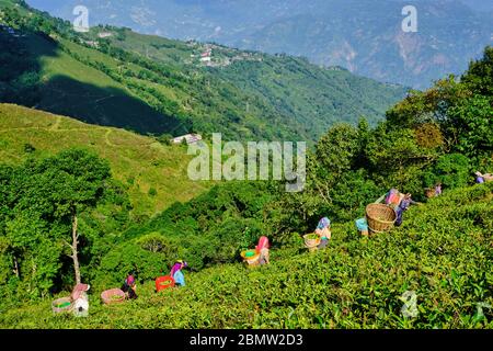 India, Bengala Occidentale, Darjeeling, Giardino del te Phubsering, Giardino del te', selezione del te', foglie di te' Foto Stock