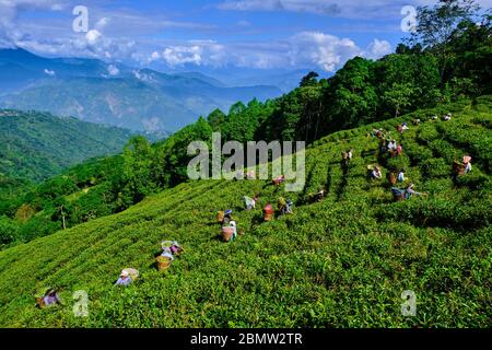 India, Bengala Occidentale, Darjeeling, Giardino del te Phubsering, Giardino del te', selezione del te', foglie di te' Foto Stock