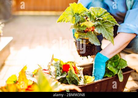 Giardinieri mani piantando fiori in vaso con sporcizia o suolo a cortile posteriore. Una donna anziana sta piantando fiori in casa sua. Faccia non visibile Foto Stock