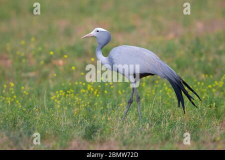 Blue Crane (Grus paradisea), adulto in piedi in un prateria, Capo Occidentale, Sud Africa Foto Stock