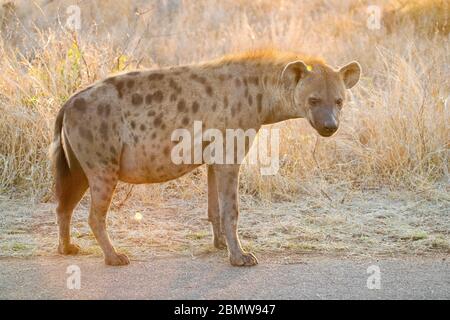 Hyena macchiata (crocuta crocuta), vista laterale di un adulto in piedi sul terreno, Mpumalanga, Sudafrica Foto Stock