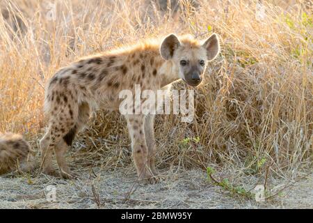 Hyena macchiata (crocuta crocuta), un cucciolo che sta sul terreno, Mpumalanga, Sudafrica Foto Stock