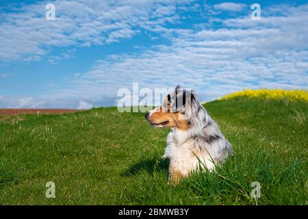 Pastore australiano su verde gras davanti al cielo blu nuvoloso che giace Foto Stock