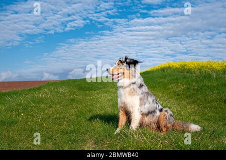 Pastore australiano sul verde gras davanti al cielo blu nuvoloso Foto Stock