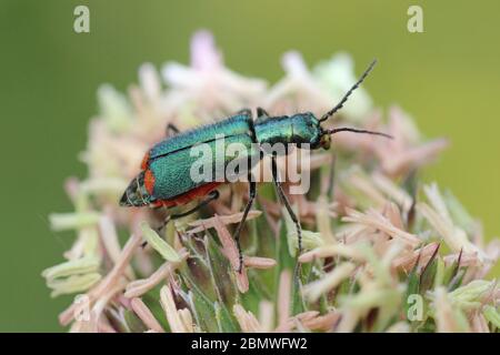 Fiore di punta rosso Beetle - Malachius bipustulatus Foto Stock