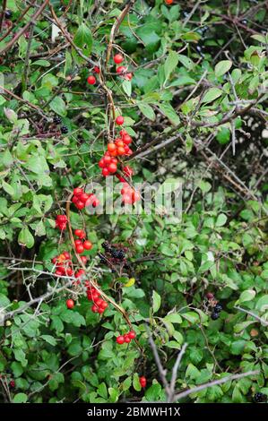 Bacche di Bryony nere mature appese in una siepe inglese. Foto Stock