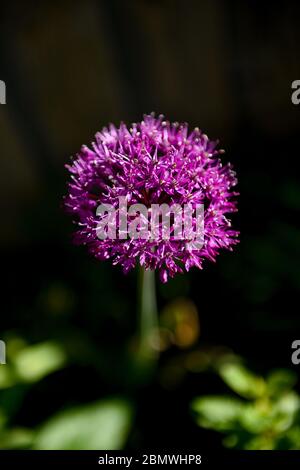 Allium hollandicum Purple Sensation Garden pianta a volte conosciuta come cipolla persiana o fotografia olandese all'aglio presa da Simon Dack Foto Stock