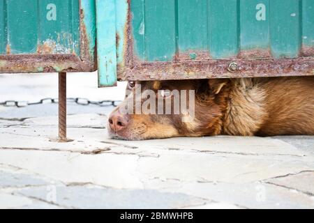 Un triste cane di guardia su una catena si sbircia fuori da sotto il cancello d'ingresso. Guardia casa seria. Primo piano cane. Foto Stock