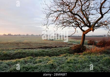 Alba all'inizio di dicembre. Pianura costiera. Sussex occidentale. Lieve gelo. Foto Stock