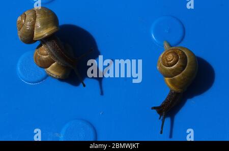 Lumaca romana, lumaca di Borgogna (Helix pomatia) a Mnichovice vicino Praga, Repubblica Ceca, 9 maggio 2020. (Foto CTK/Milos Ruml) Foto Stock