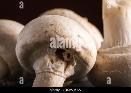 Funghi Champignon cibo sano su fondo nero scuro testurizzato, macro Foto Stock