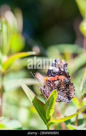 Red Admiral butterfly in appoggio sulla lamina Foto Stock