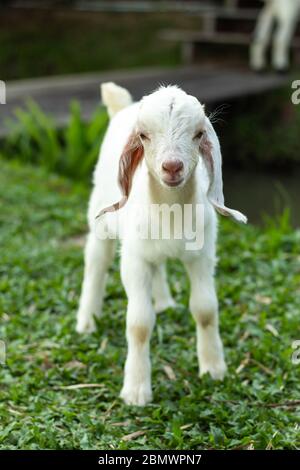 Capra bianca sull'erba nel parco. Foto Stock