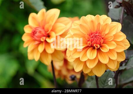 I fiori di bronzo-arancio di Dahlia decorativo 'David Howard' Foto Stock