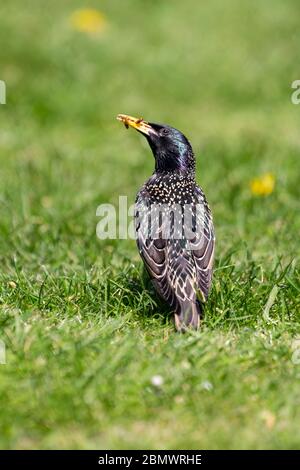 Immagine a livello dell'occhio di un comune Starling Sturnus vulgaris su un prato erboso con un becco pieno di vermi Foto Stock