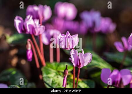 Fotografia a colori dei fiori di ciclamino rosa che fioriscono sul pavimento del bosco Foto Stock