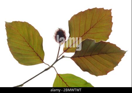 Unico ramoscello con foglie di faggio con frutti isolate su sfondo bianco Foto Stock