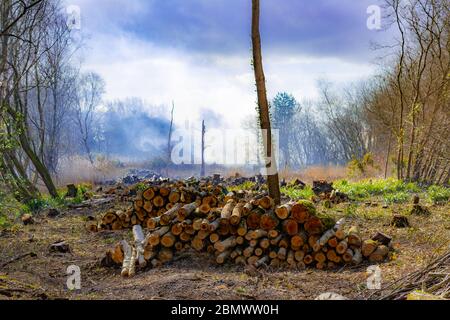 Pali di legno impilati lasciati sopra dal ripristino dell'habitat erboso con fumo in background da brughiera. Foto Stock