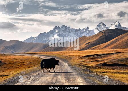 Yak nero attraversando la strada nella valle di montagna del Kirghizistan, in Asia centrale Foto Stock